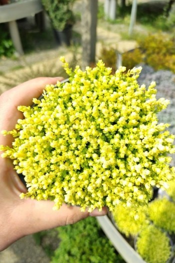 Очиток їдкий Єллоу Квін | Sedum acre Yellow Queen | Очиток едкий Еллоу Квин